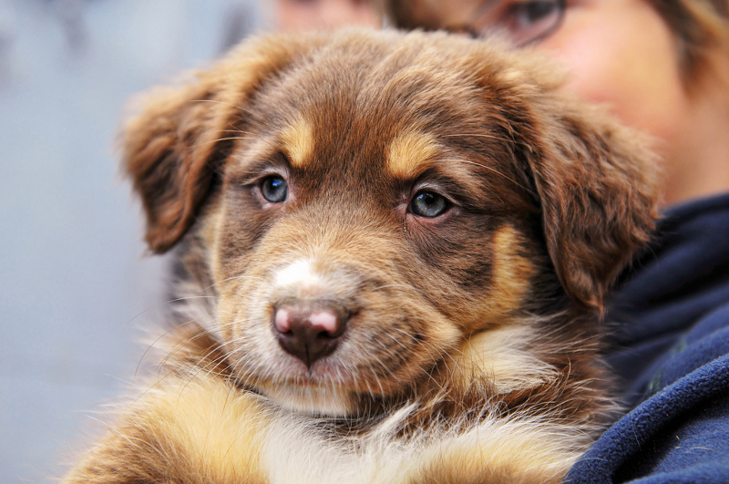 Cost Of Dog Adoption In Gainesville Cost Of Dog Adoption In Gainesville