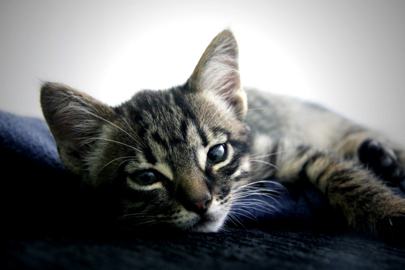 http://www.allpets.gr/wp-content/uploads/2013/11/%CF%86%CF%81%CE%BF%CE%BD%CF%84%CE%B9%CE%B4%CE%B1-%CE%B3%CE%B1%CF%84%CE%B1%CF%82-1.jpg