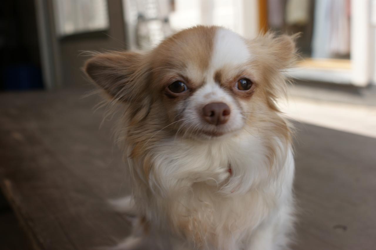 köpek cinsiyetleri