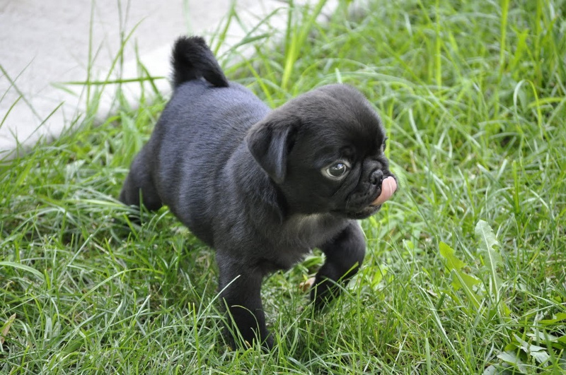 pug ailments pug facts for breeds picture pug ailments pug facts for breeds picture