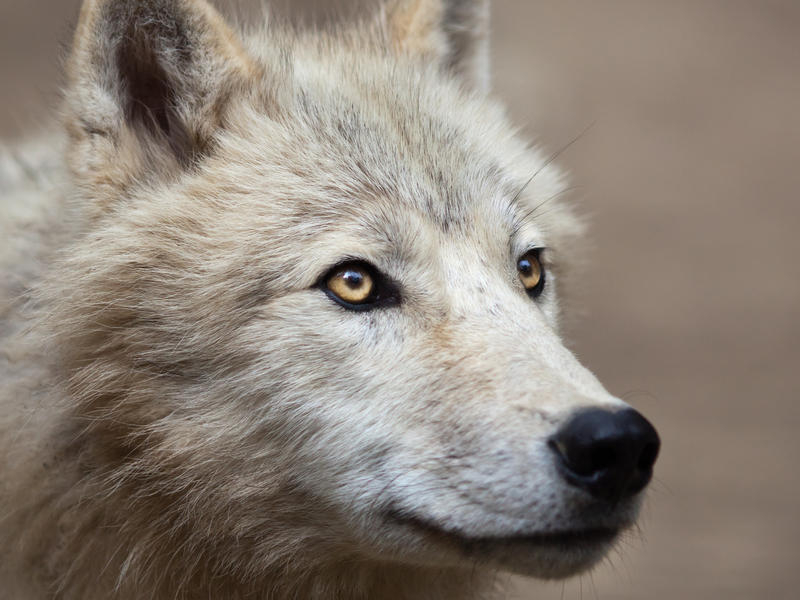 ζώα-υπό-εξαφάνιση-1-αρκτικός-λύκος